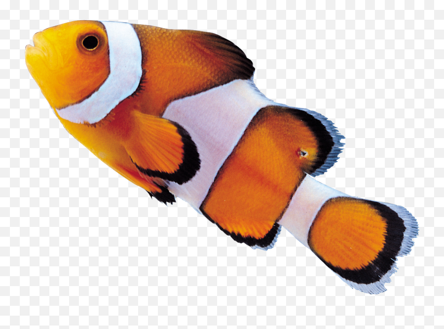Clown Fish Png - Clownfish Png,Clownfish Png
