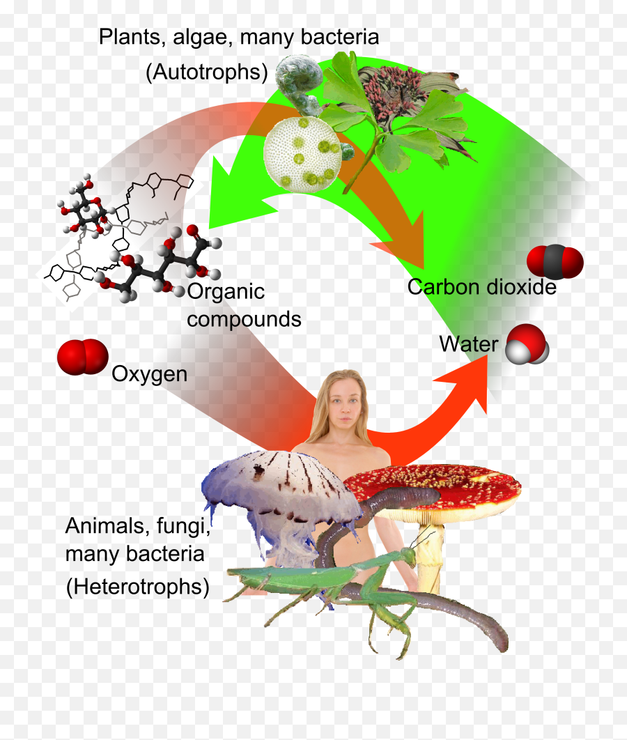 Fileauto - And Heterotrophspng Wikimedia Commons Autotrophs Meaning,Auto Png