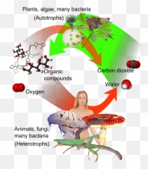 Fileauto - And Heterotrophspng Wikimedia Commons Autotrophs Meaning,Auto Png