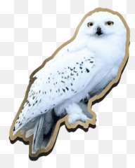 Harry Potter Hedwig - Hedwig Harry Potter Png,Hedwig Png