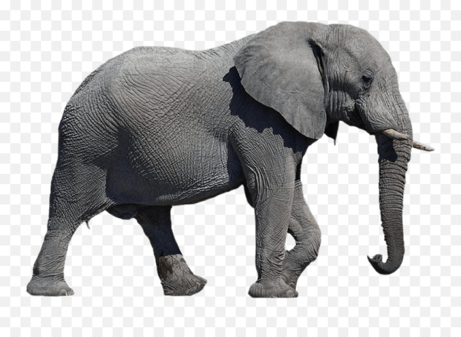 Download - Elephant Transparent Background Png,Elephant Transparent Background