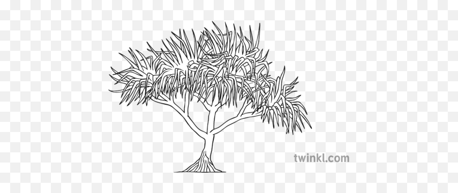 Pandanus Tree Black And White - Draw A Pandanus Tree Png,Black And White Tree Logo