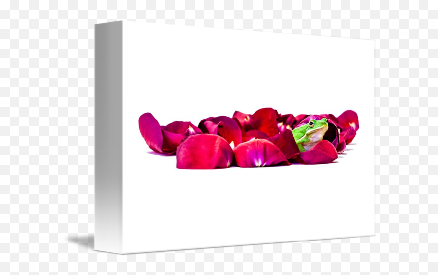 Frog Among Rose Petals By William Hafermalz - Horizontal Png,Falling Rose Petals Png