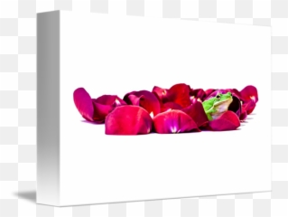 Frog Among Rose Petals By William Hafermalz - Horizontal png