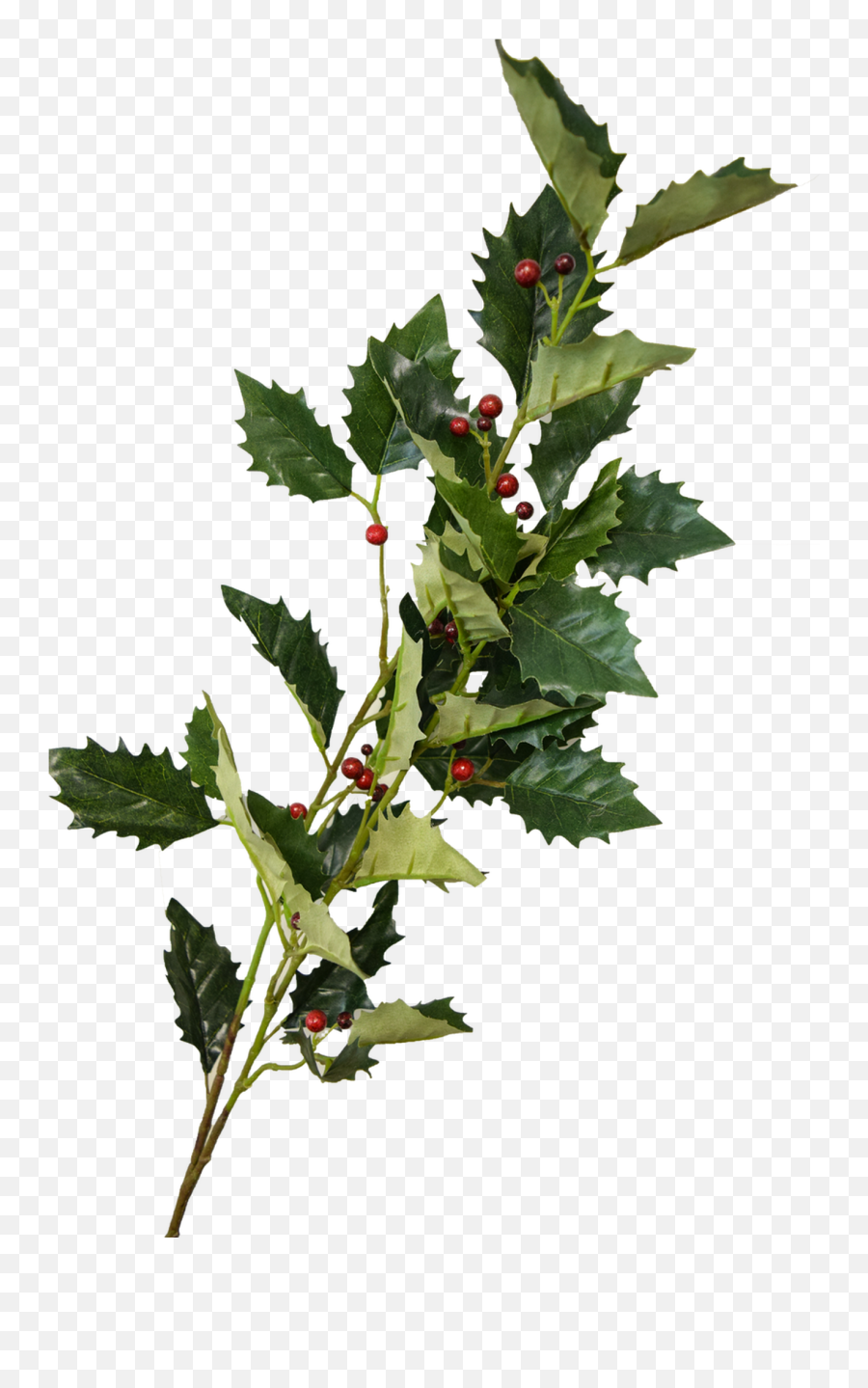 Holly Berry Spray - Redgreen 41 American Holly Png,Holly Leaves Png