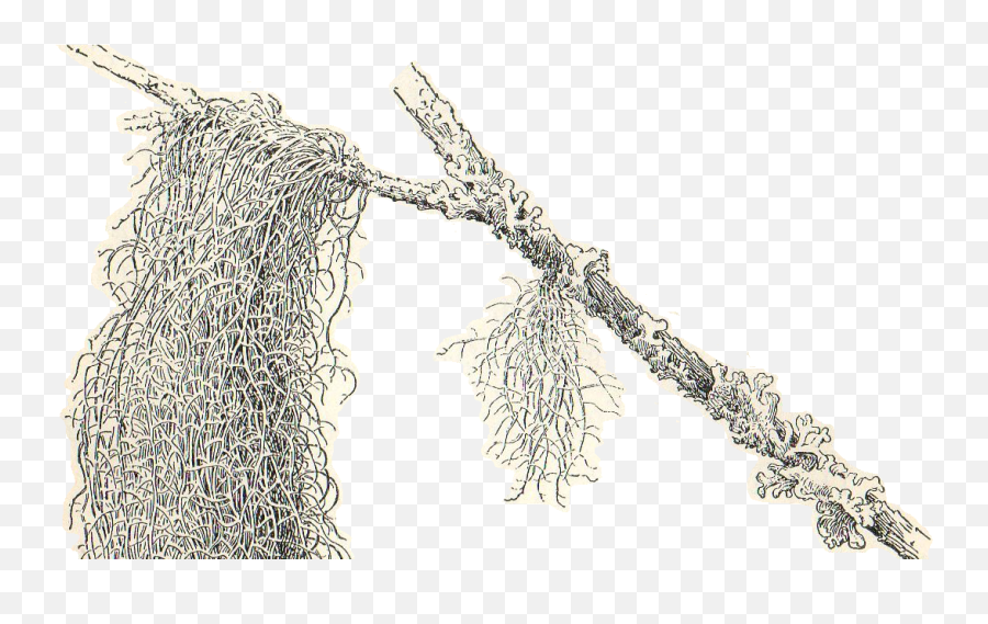 Spanish Moss Clipart Transparent Png - Twig,Spanish Moss Png