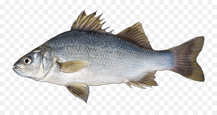 Fishing Apps - Perch Transparent Png,Largemouth Bass Png