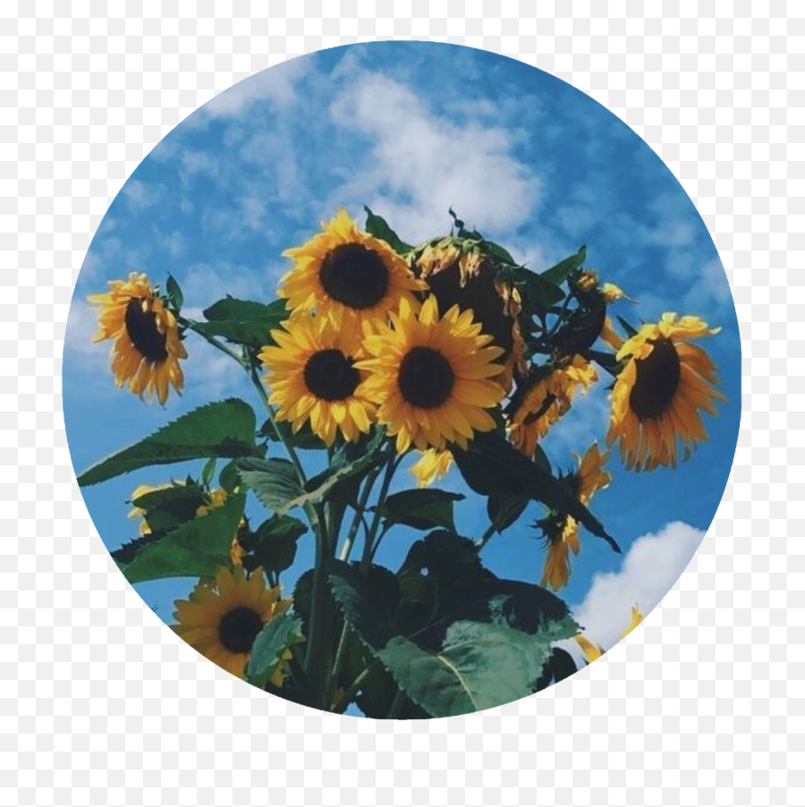 Sunflower Sunflowers Circle Icon - Aesthetic Profile Pics Sunflower Png,Sunflower Icon
