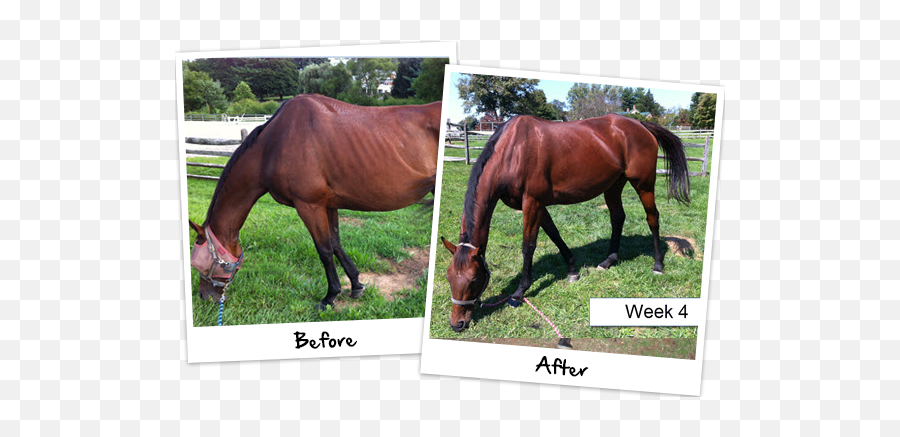 Horse Supplement Reviews Testimonials - Platinum Performance Before And After Png,Platinum Cats Vs Dogs Icon