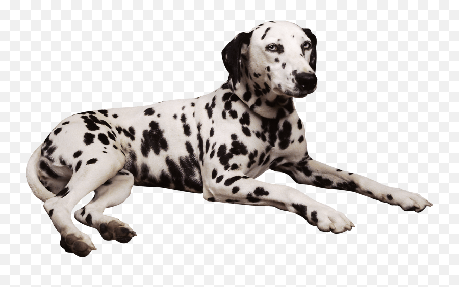 Dalmatian Dog Shar Pei Pembroke Welsh - Dalmatians Png,Dogs Png