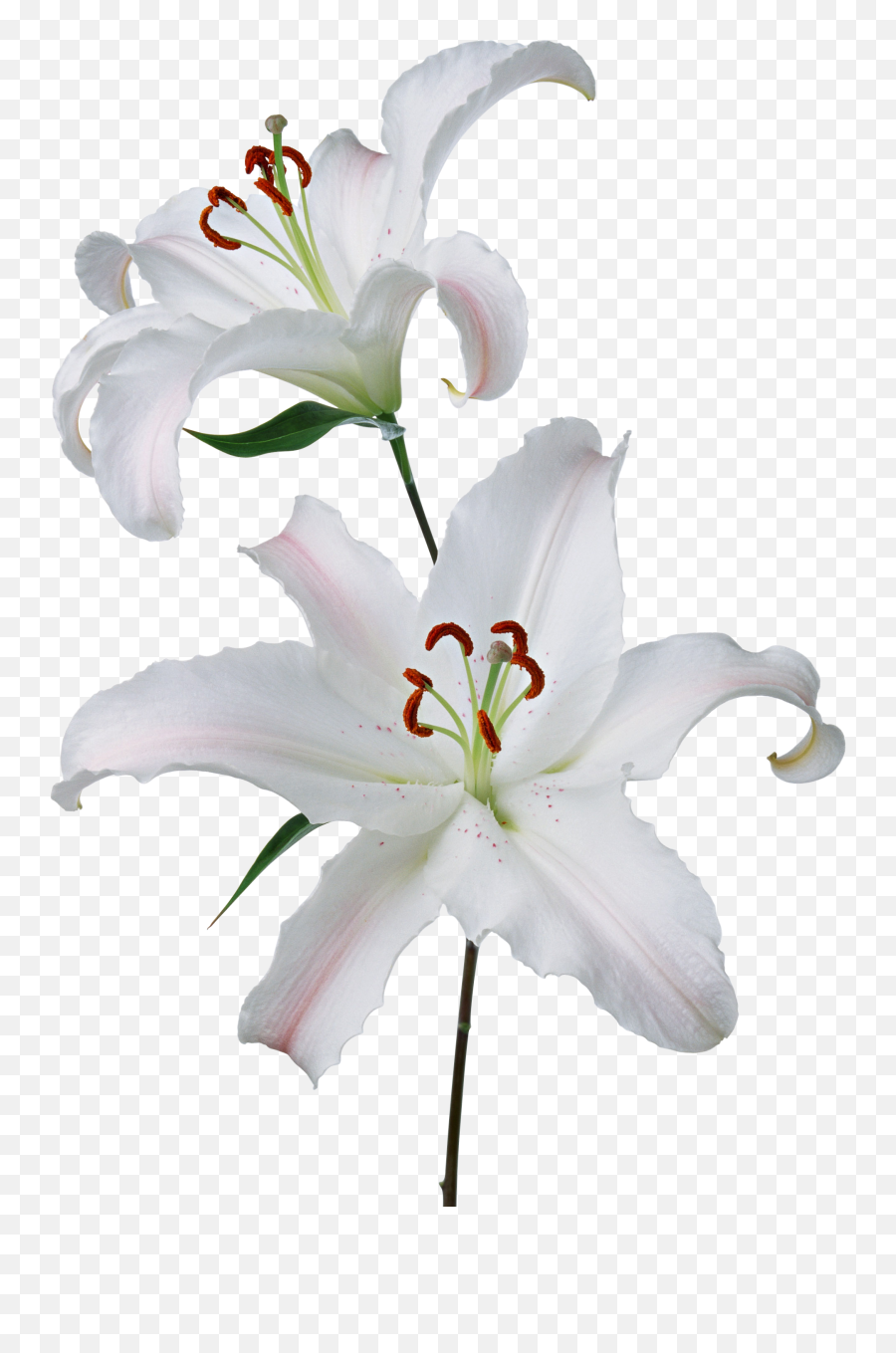 Lilium Png - Lily Png,Easter Lily Png