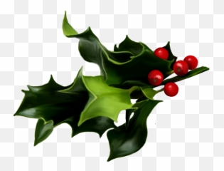 Holly And Ivy Png - Transparent Background Mistletoe Png,Ivy Png
