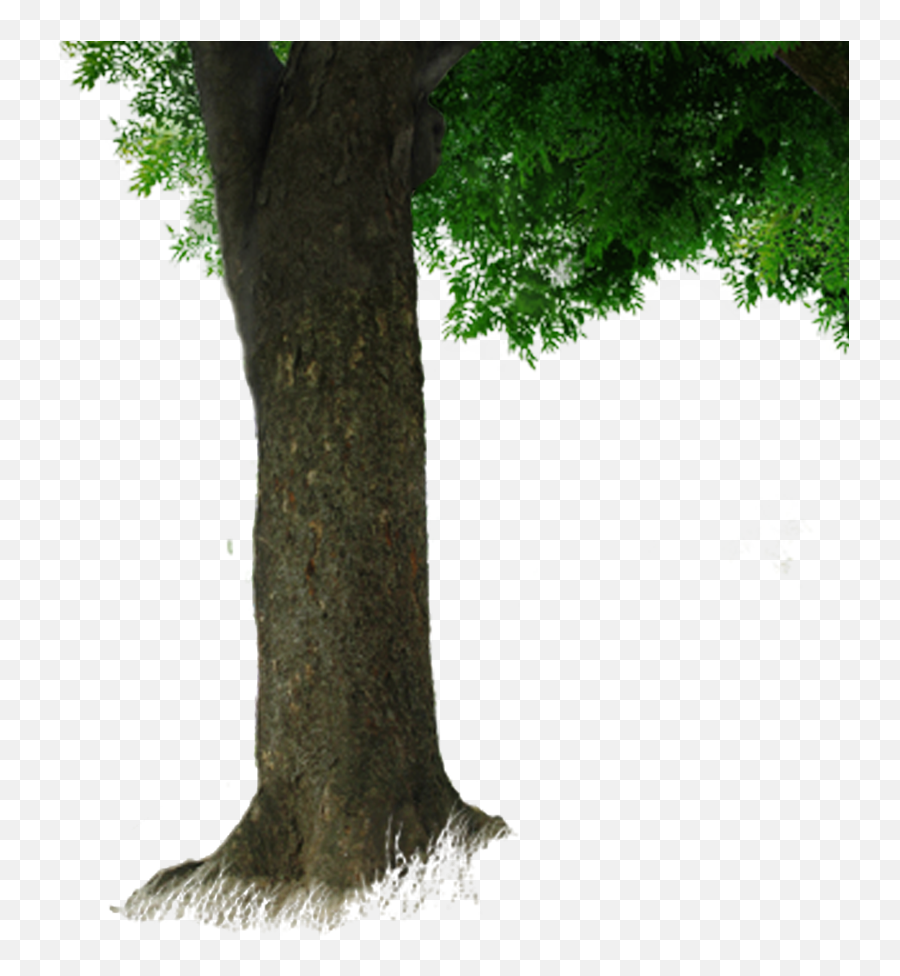Download Free Tree Trunk Png Hq Icon Favicon - Tree With Trunk Png,Tree Trunk Icon