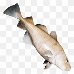 Fish Meat - Fish The Forest Png,Fish Swimming Png