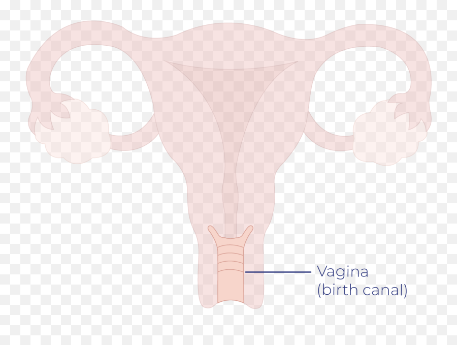 Vaginal Cancer Talk Peach - Cartoon Png,Vagina Png