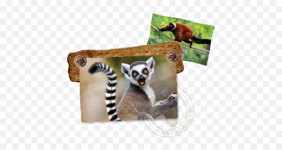 Lemurs Of Madagascar U2013 St Augustine Alligator Farm - Lemurs Animal Png,Lemur Png
