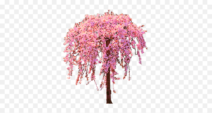 Picture - Wisteria Png,Cherry Blossom Tree Png