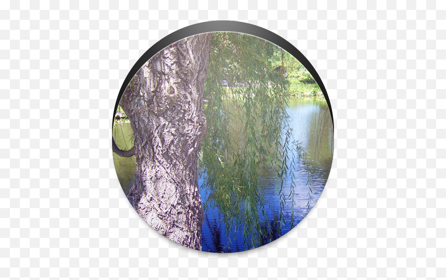 Amazoncom Weeping Willow Wallpaper Free Appstore For Android - Pond Public Domain Png,Weeping Willow Png