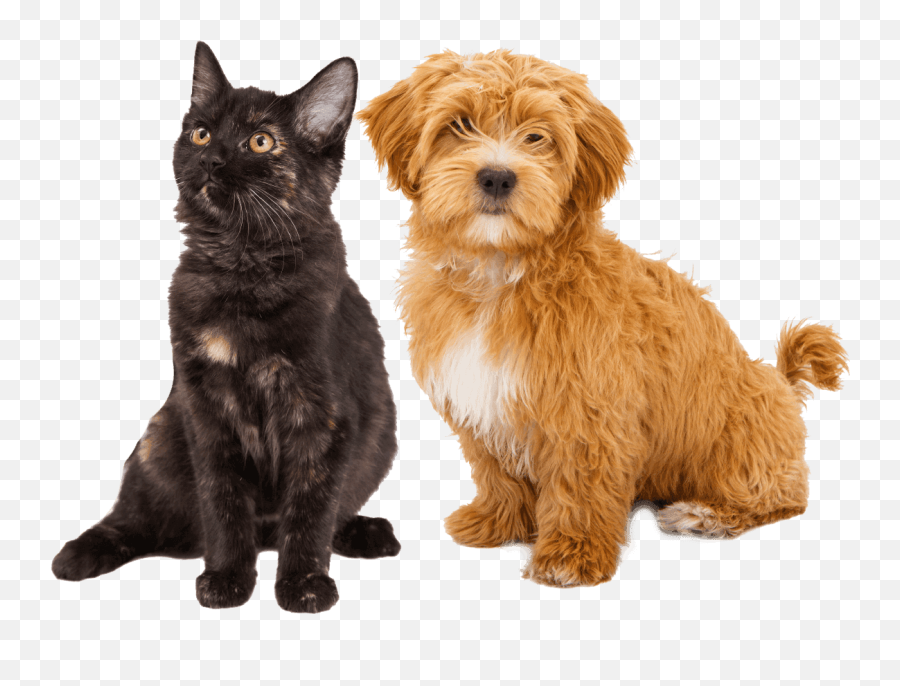 Dog Transparent Png - Cat And Dog Happy St Patricks Day Happy St Patricks Day Dog And Cat,Dog And Cat Png