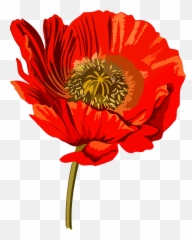 Opium Poppy Wars Common - Opium Poppy Png,Poppy Png