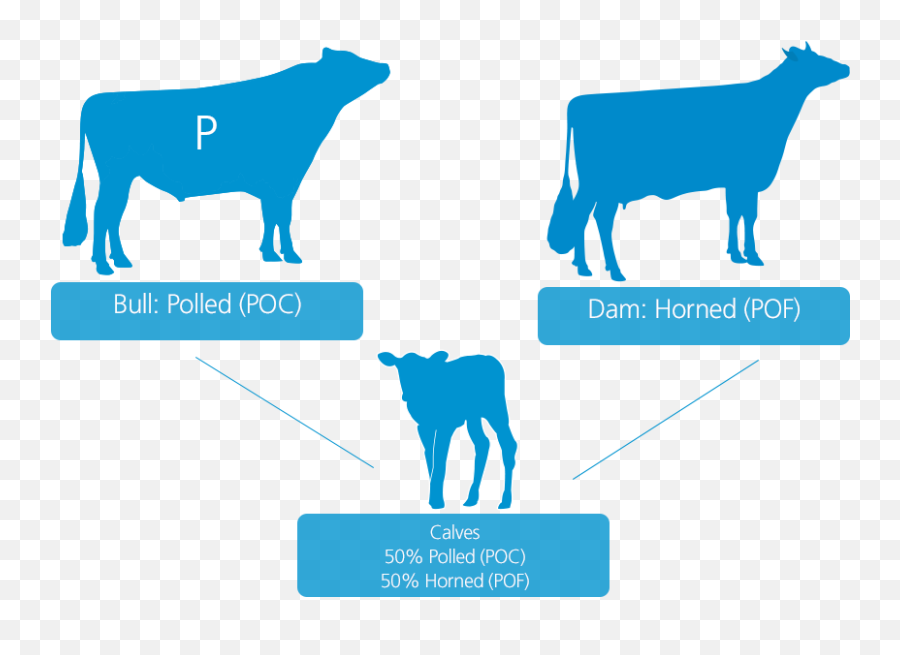 Polled Bulls Are Gaining Popularity - Vikinggenetics Polled Bulls Png,Bull Transparent