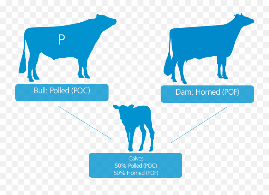 Комолость. Комолость у людей. Почему комолость. Bull PNG.