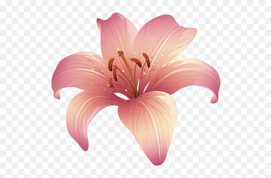Lilium Floral Design Pink - Pink Lily Png Download 600600 Fleur Des Lys Png,Lily Png