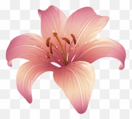 Lilium Floral Design Pink - Pink Lily Png Download 600600 Fleur Des Lys Png,Lily Png