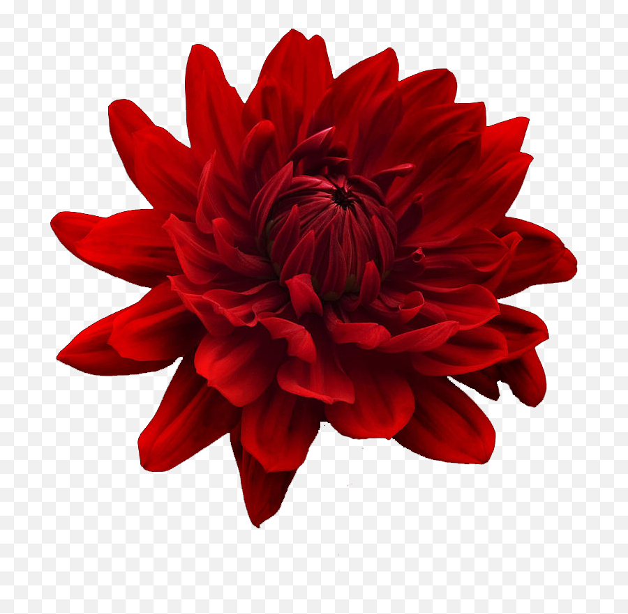 Free Flower Png Tumblr - Red Flower Transparent Background Red Flower White Background,Flower Transparent Tumblr