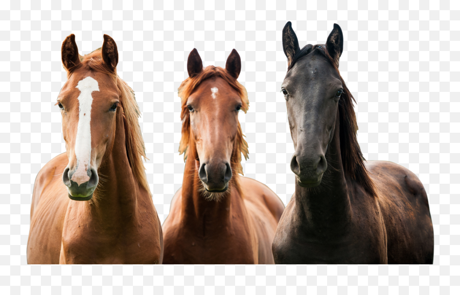 Live And Love Everything - Horses Png,Horses Png