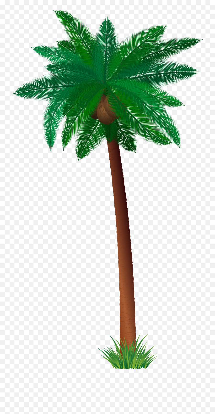 Coconut Wale Png Tree