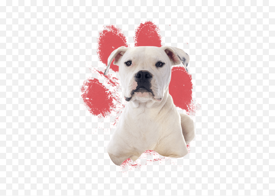 Download Real Dog Paw Print Png Image With No Background - Real Dog Paw Print,Dog Paw Png