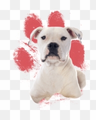Download Real Dog Paw Print Png Image With No Background