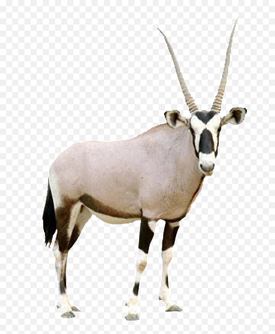 Hd Beautiful Tibetan Antelope Static - Animal Would I Be Quiz Png,Antelope Png