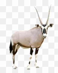 Hd Beautiful Tibetan Antelope Static - Animal Would I Be Quiz Png,Antelope Png