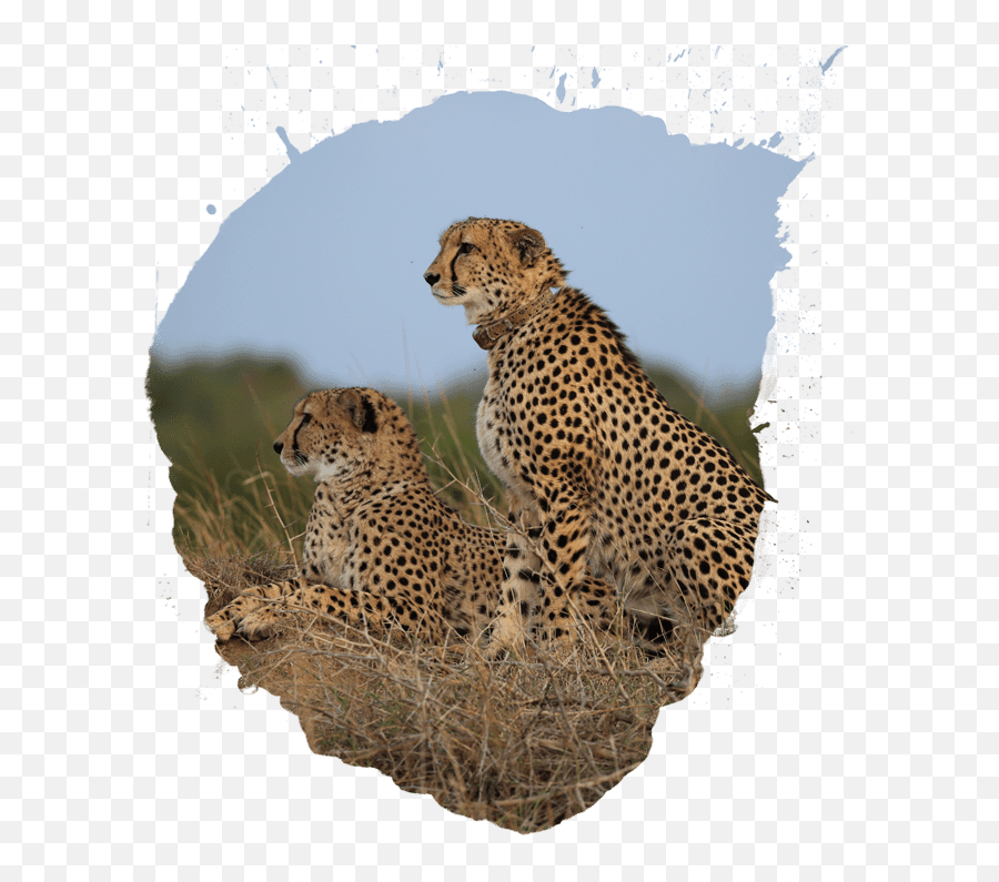 Cheetah Transparent Cartoon - Animal Population Transparent Png,Cheetah Transparent