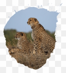 Cheetah Transparent Cartoon - Animal Population Transparent Png,Cheetah Transparent