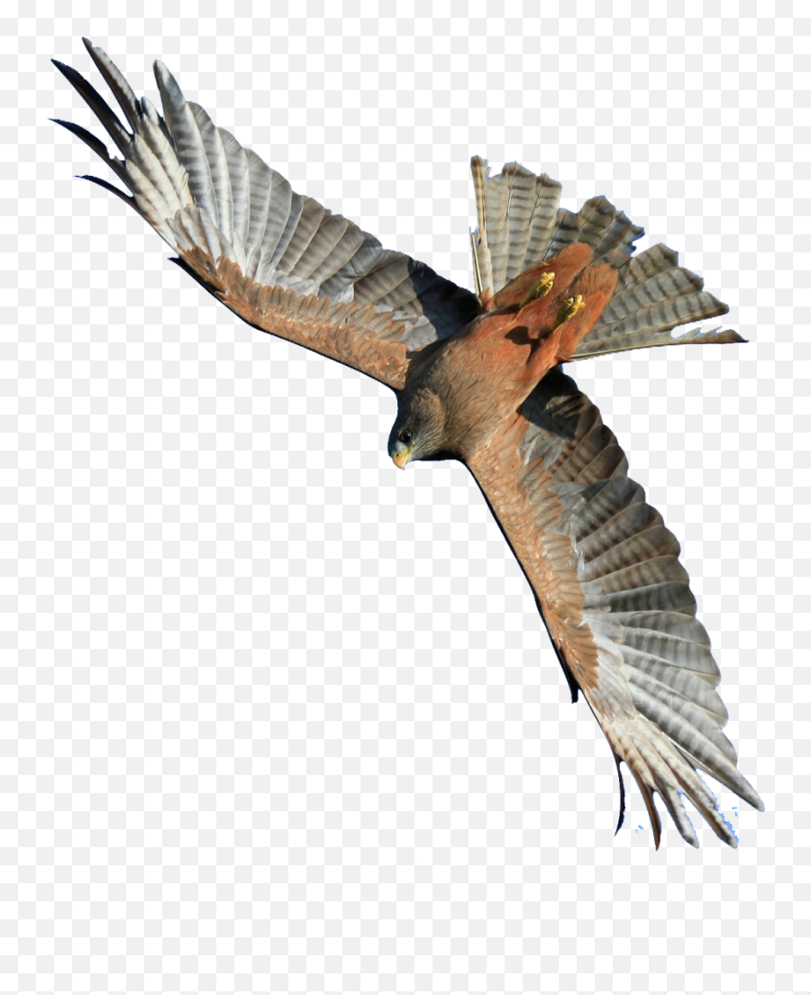 Flying Hawk Png Image - Hawk Flying Png,Hawk Png