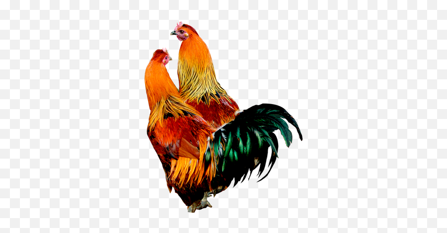 Rooster Png Images - Cock Hen Png,Rooster Png