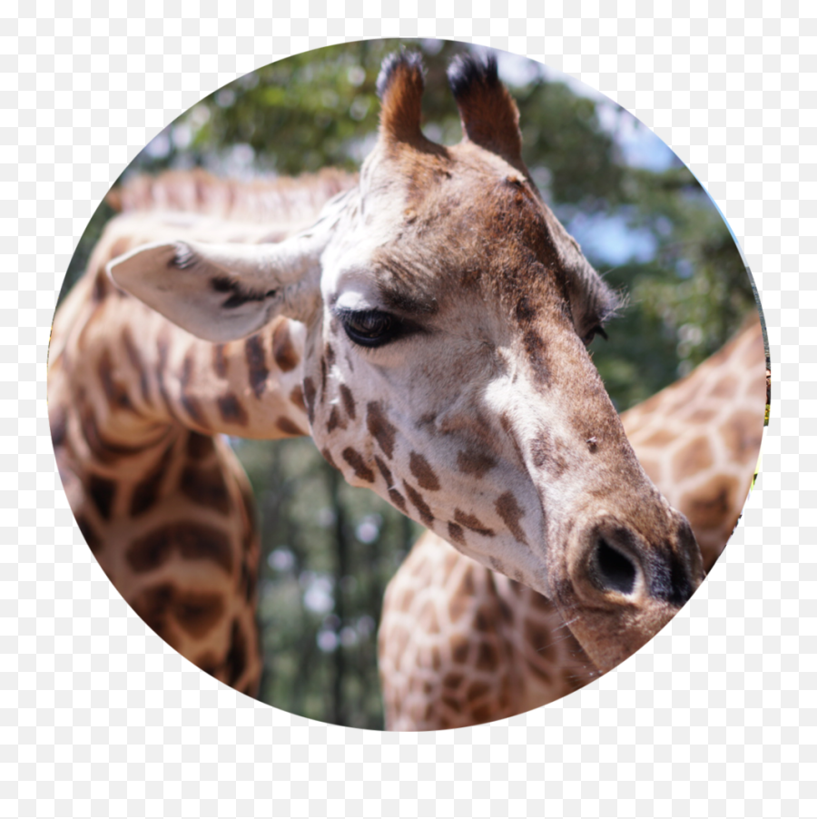 Explore Africa Tour - Giraffe Png,Africa Png