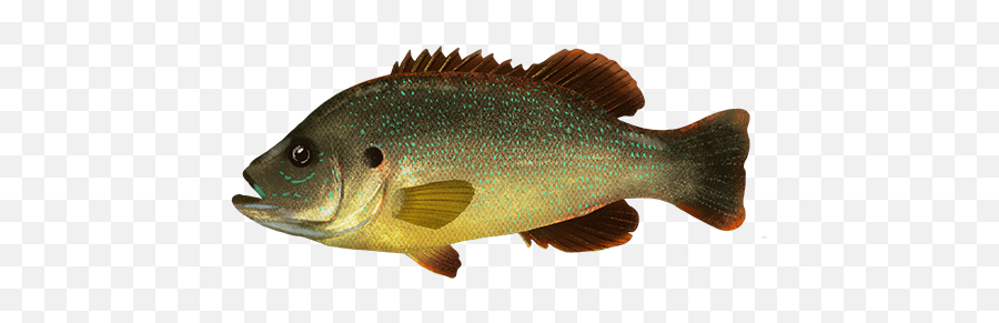 Media - Green Sunfish Png,Largemouth Bass Png