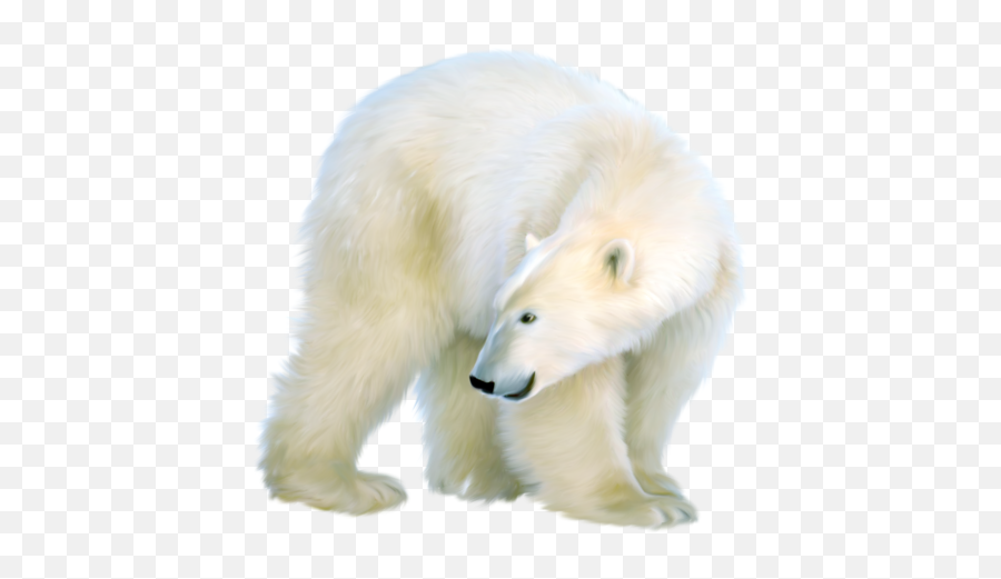 Polar Bear - Polar Bears Art Png,Polar Bear Png