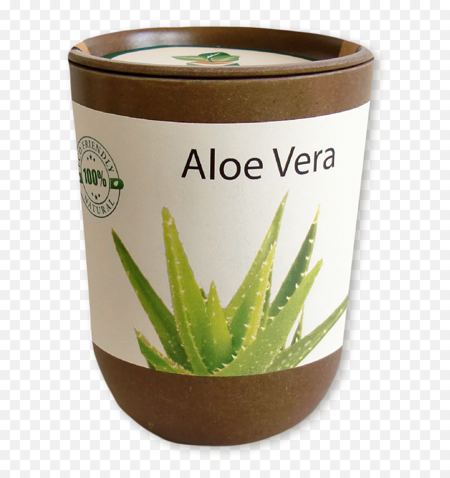 Aloe Vera - Feel Green Ecocan Exotics Aloe Vera Png,Aloe Vera Plant Png