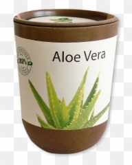 Aloe Vera - Feel Green Ecocan Exotics png