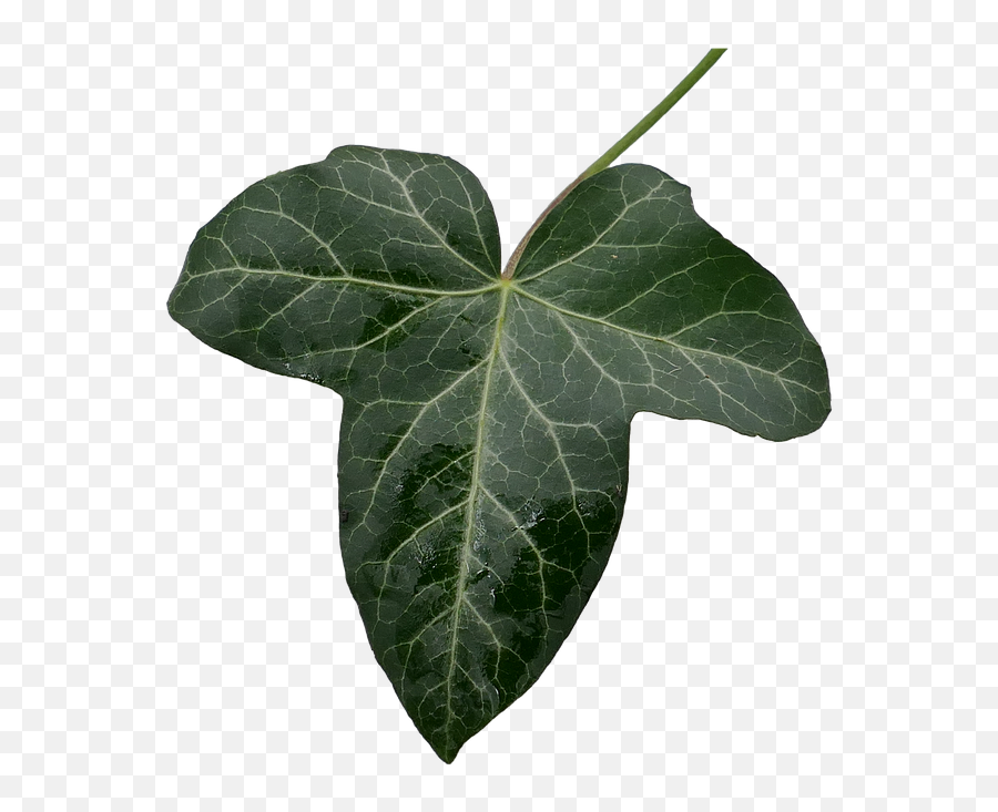 Ivy Leaf Green - Png Ivy Leaf,Ivy Png