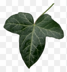 Ivy Leaf Green - Png Ivy Leaf,Ivy Png