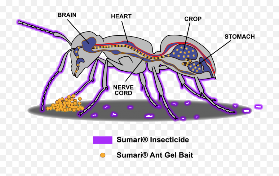 Ant Control Is Deadly Simple With The Sumari System - Mgk Ant Png,Antd Icon