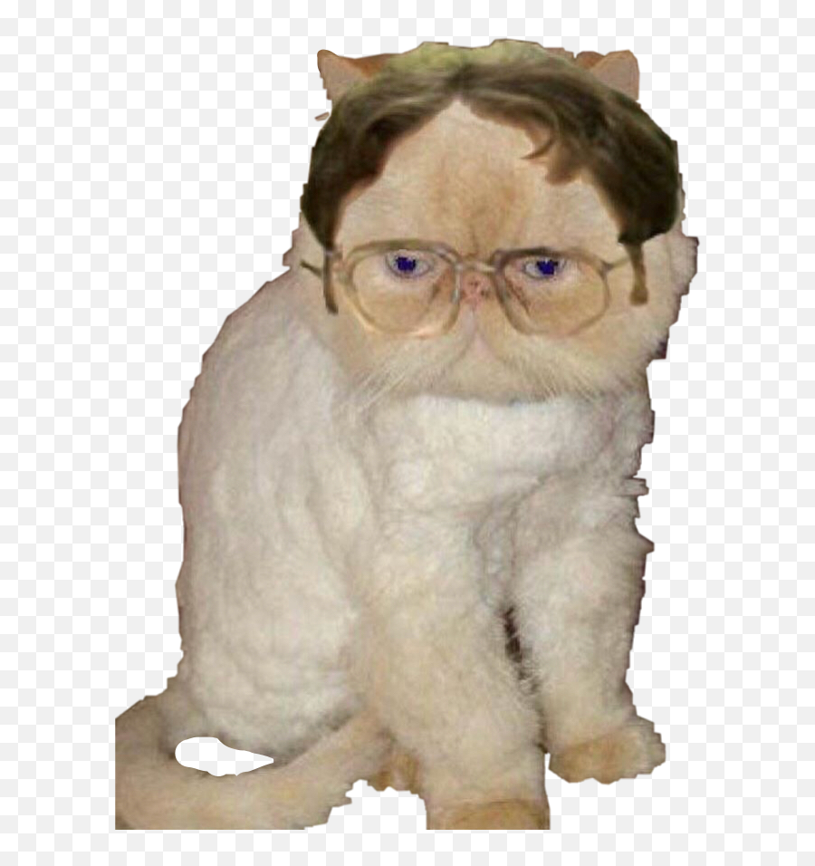 Dwightschrute Theoffice Dwight Cat Freetoedit - Angela The Office Cat Png,Dwight Schrute Png
