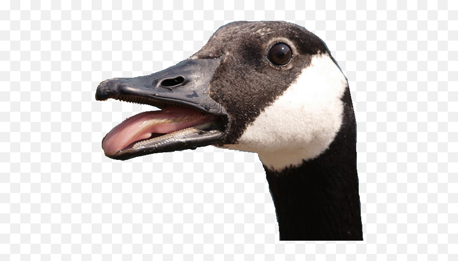 Picture - Angry Goose Transparent Background Png,Goose Transparent