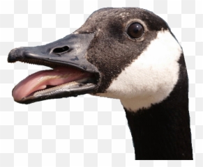 Picture - Angry Goose Transparent Background Png,Goose Transparent